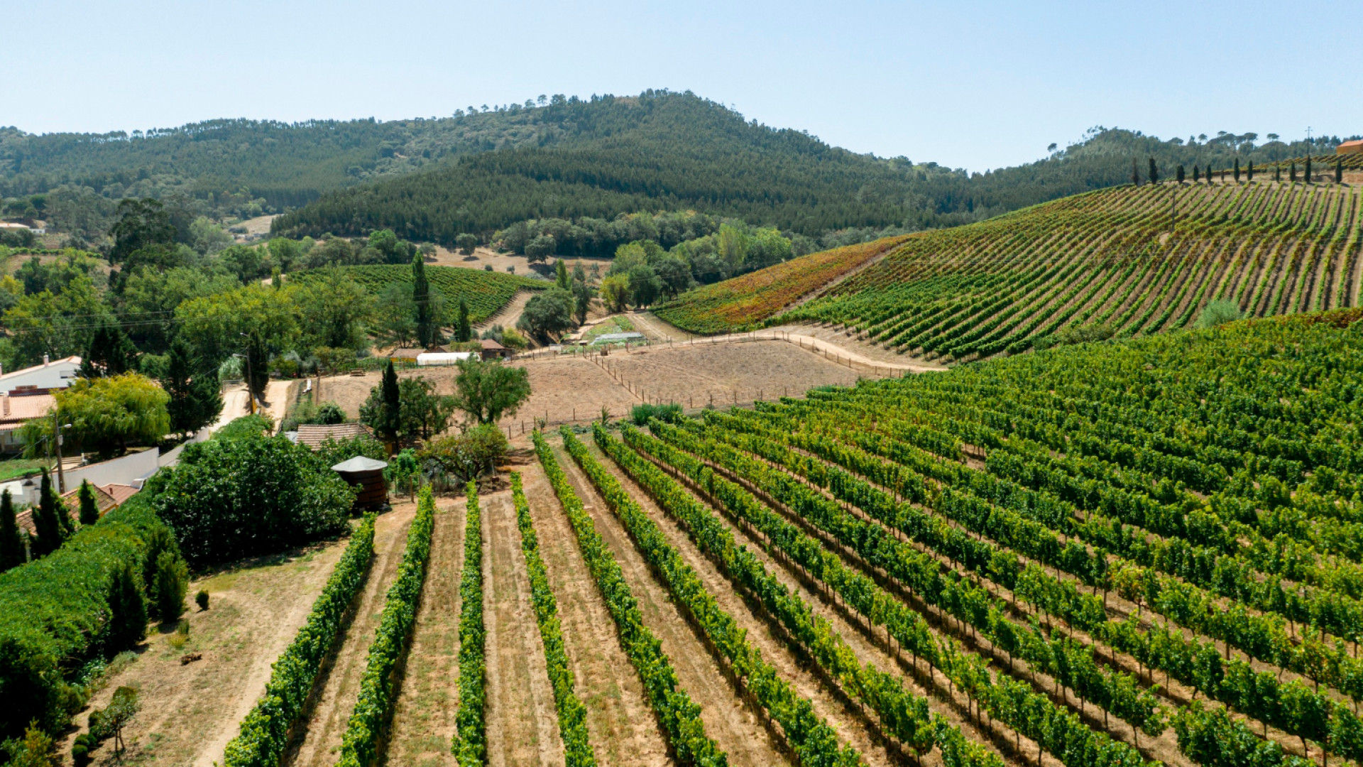Voyager sur la route des vins de Loire : immersion entre châteaux et vignobles